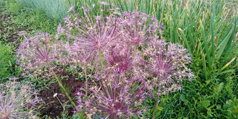 Allium cristophii (albopilosum) Лук Христофа